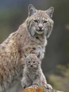 Monroe Library Hosting Talk On Bobcats