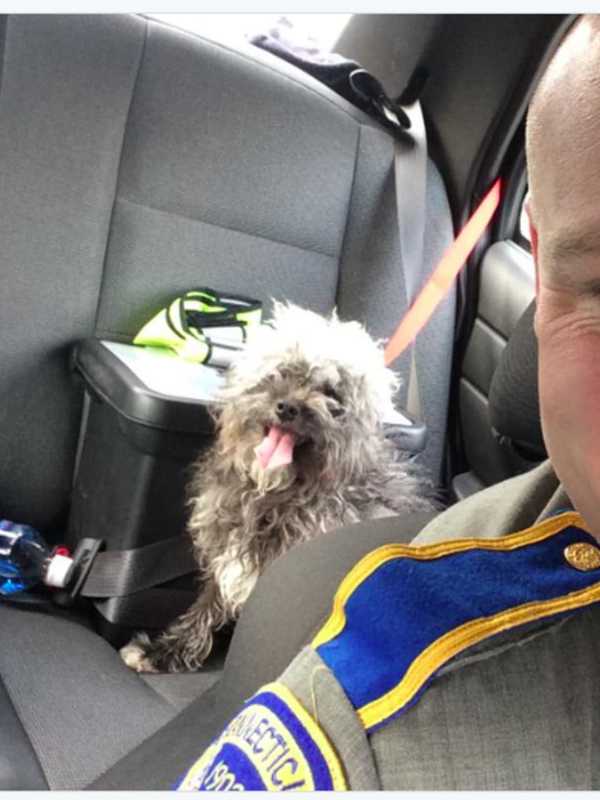 Fairfield Animal Control Seeks Help Finding Owner Of Poodle Rescued On I-95