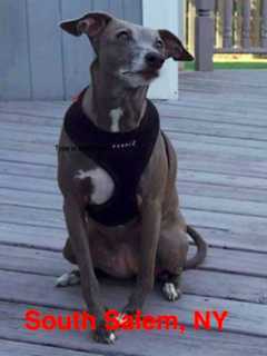 South Salem Family Seeks Lost Italian Greyhound Voodoo