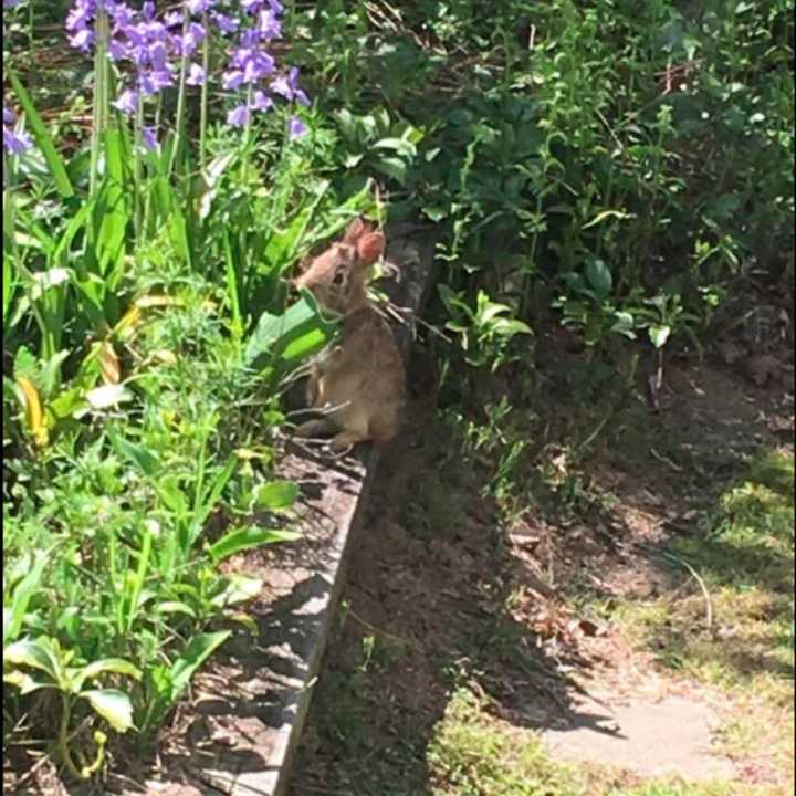 The Trumbull Historical Society has a resident bunny that loves the herb garden. Help the society name him.