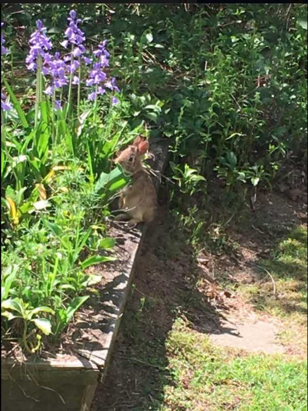 Bunny Takes Up Residence At Trumbull Historical Society