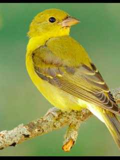 Learn How To Attract Summer Birds In Brookfield Library Program