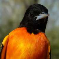 <p>A Baltimore Oriole.</p>