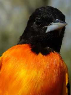 Welcome Summer With The Arrival Of Orioles