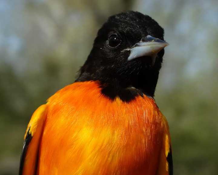 A Baltimore Oriole.