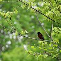 <p>An Orchard Oriole.</p>