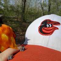 <p>A Baltimore Oriole meets the Oriole Bird.</p>