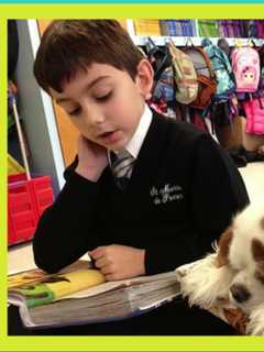 Hyde Park Therapy Dog Wins Nationwide Books, Barks Contest