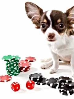 SPCA Hosting Casino Night In White Plains
