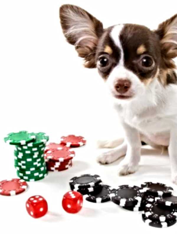 SPCA Hosting Casino Night In White Plains