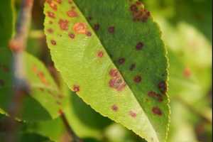 Don't Let Your Shrubs Bite The Blight This Summer