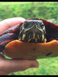 Watch Out For Turtles When Driving On Redding Roads