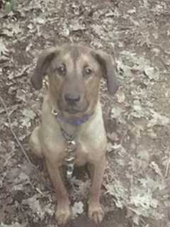 Stratford Fire Department Joins Search For Missing Dog