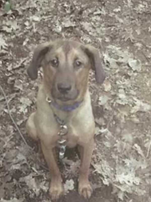 Stratford Fire Department Joins Search For Missing Dog