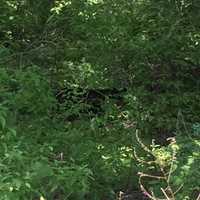 <p>A photo of the black bear seen in East Fishkill in May.</p>