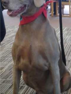 New Clifton Readers Practicing On Four-Legged Friends