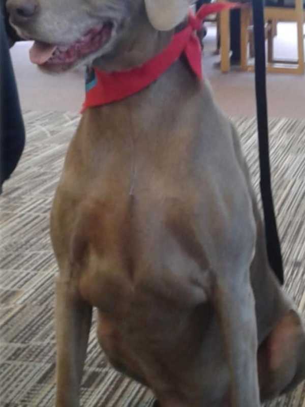 New Clifton Readers Practicing On Four-Legged Friends