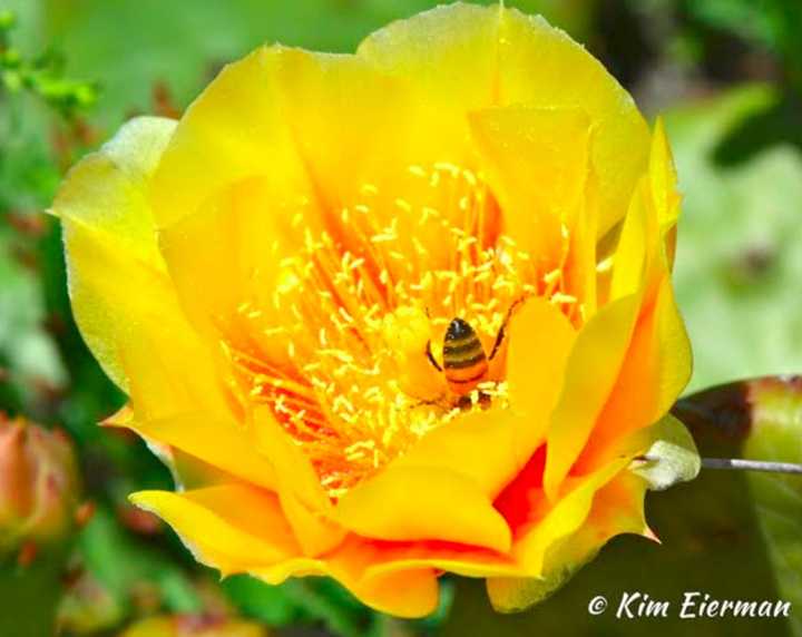 Pear Cactus enticing a Honey Bee.