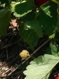 Strawberry Season Begins At Jones Family Farm In Shelton