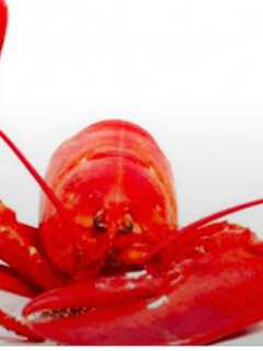 Eat Lobster, Listen To Live Music, Socialize At LobsterFest 2016 In Newtown