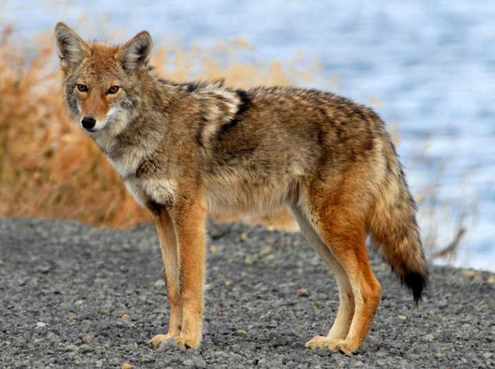 Ossining police are warning residents to be extra cautious after an apparently rabid coyote attacked several people at a gated community and at another neighborhood off Route 9 in the village. The coyote pictured is not the animal in question.