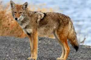 Briarcliff Hires Trapper To Contain Coyote Surge, Village Manager Says
