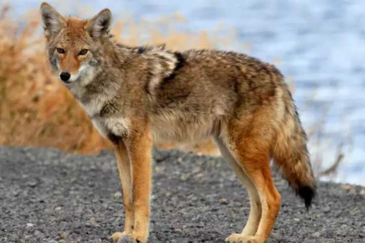 Briarcliff Hires Trapper To Contain Coyote Surge, Village Manager Says