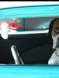 Renew Dog Licenses At Redding Town Clerk's Office