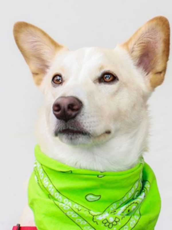 Nearly $6,500 Raised For Animal Organizations At New Canaan Dog Days