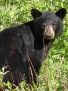Two Charged With Illegally Shooting, Killing Bears Near Westchester Border