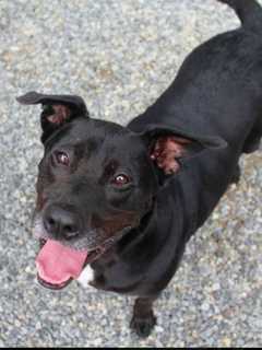 Adopt A Dog, Make A Donation At 'A Day With Dogs' Event In Greenwich