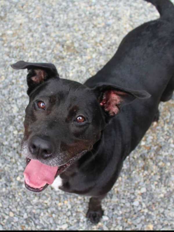 Adopt A Dog, Make A Donation At 'A Day With Dogs' Event In Greenwich