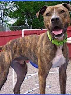 Putnam Humane Society Seeks Home For Carson The Dog