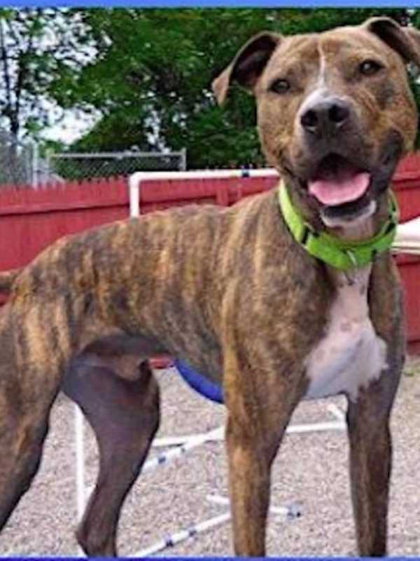 Putnam Humane Society Seeks Home For Carson The Dog