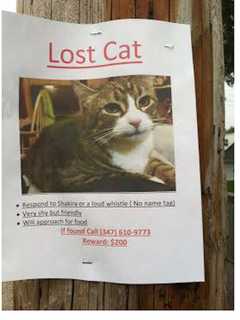 Indoor Cat Escapes From Yonkers Home