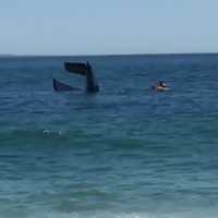 <p>Two lifeguards on a nearby private beach rescued a Somers native whose plane crash landed Saturday near Block Island.</p>