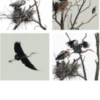 <p>Julie Testwuide&#x27;s &quot;Great Blue Heron of Bedford&quot; series is showing at Oak &amp; Oil in Katonah.</p>