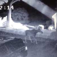 <p>A moose was spotted early in the morning on June 30, 2016, walking through a property in Millwood. Pictured is a screen shot of video footage showing the moose.</p>