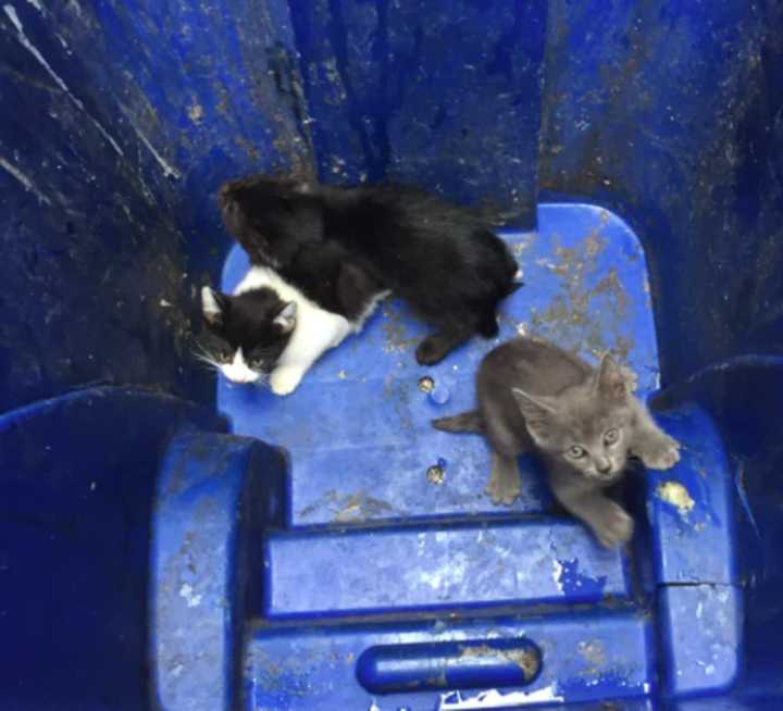 A Lyndhurst mother is seeking homes for kittens found in a Union City alley Tuesday.