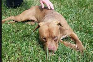 Poughkeepsie Police Seek Suspects After Dog Is Thrown From Moving Car