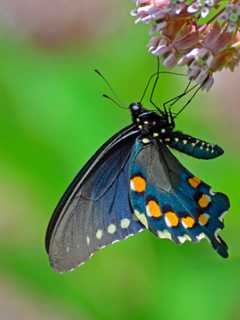 More Secrets of Butterfly Gardening In Bronxville