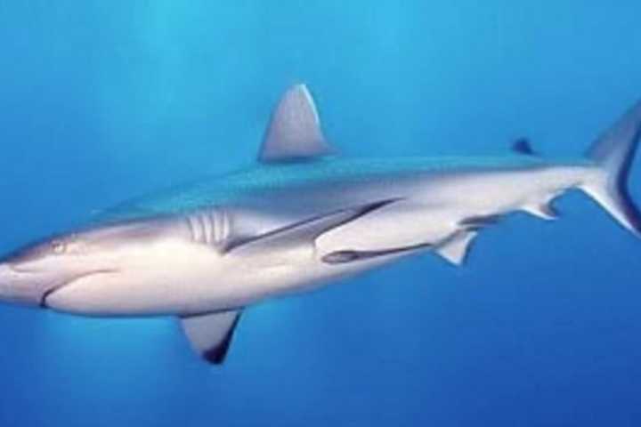 Two Children Bitten In Rare Shark Attacks Off Fire Island