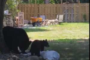 Fear A Bear Encounter? Follow These Tips