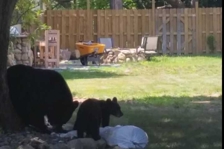Fear A Bear Encounter? Follow These Tips