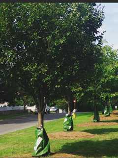Tree Conservancy Of Darien Plants 30 New Trees