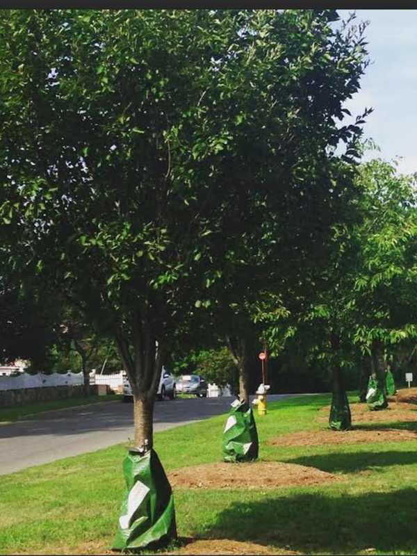 Tree Conservancy Of Darien Plants 30 New Trees