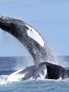 Kids, Boater See Whales Near New Rochelle