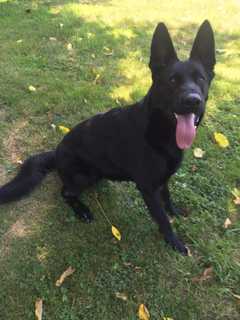 K9 Atlas To Help KO Crime In Westport