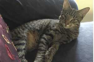 Cat Goes Missing Along New Rochelle, Scarsdale Border