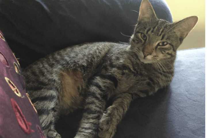 Cat Goes Missing Along New Rochelle, Scarsdale Border